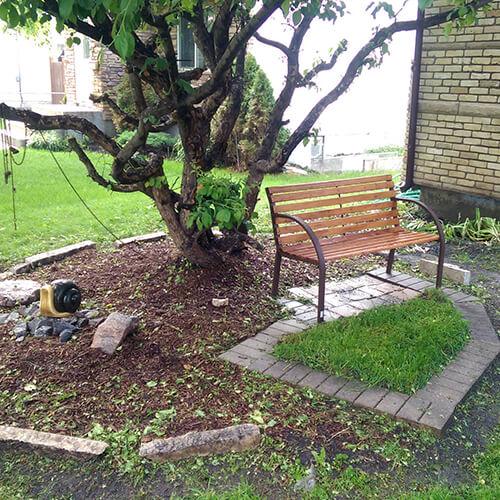 Tree With Bench